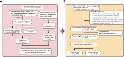 Serum secreted phosphoprotein 1 level is associated with plaque vulnerability in patients with coronary artery disease